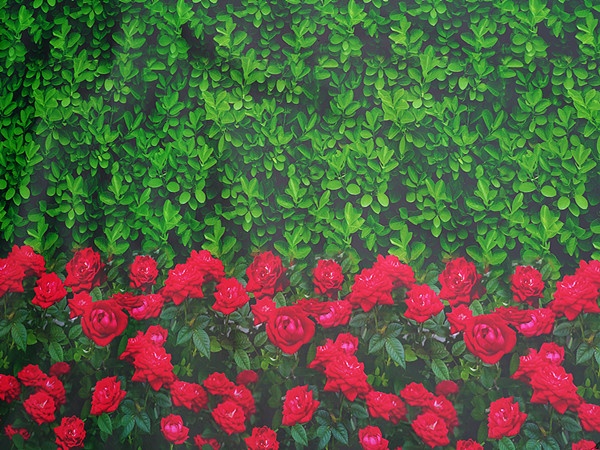 抗风园林绿化防寒布 户外苗木冬季防寒保暖布直供